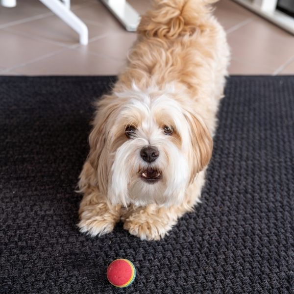 Hund-Van-Jan-Immobilien-600x600-Content